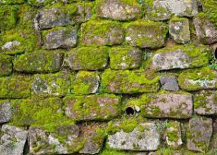 How to Clean Moss off of Brick 5 Methods for Restoring the Beauty